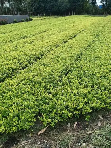 网球拍底座训练器怎么用